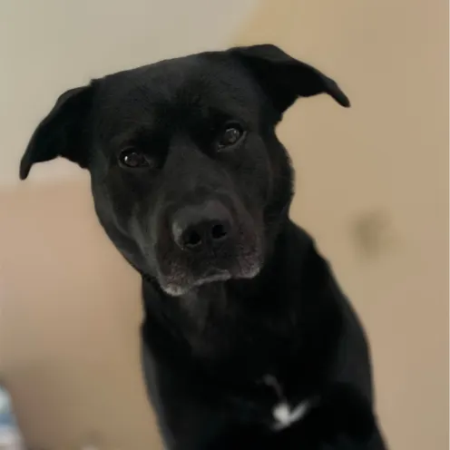 Black dog sitting on a bed looking at the camera